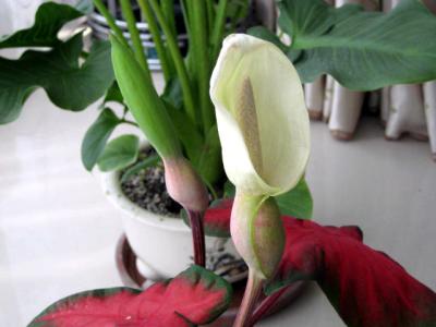 适合家养的花 【倷阿晓得】你家养的花,究竟该多久浇一次水?