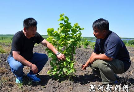 大榛子栽植技术 大榛子栽植技术 香雪兰栽植技术