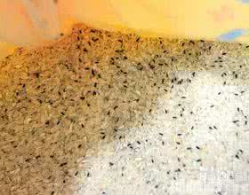 预防大米生虫子 如何预防大米生虫