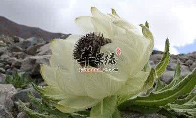 干雪莲花的食用方法 干雪莲花的食用方法 雪莲花怎么吃 雪莲花食用方法