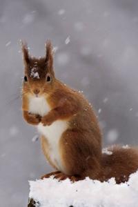 哪里有卖雪地松鼠的 雪地松鼠的品种有哪些