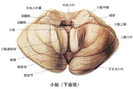 小脑共济失调能治吗 小脑
