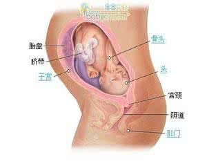 骨骼发育的决定阶段 宝宝发育有哪些规律_骨骼发育优劣决定宝宝高矮