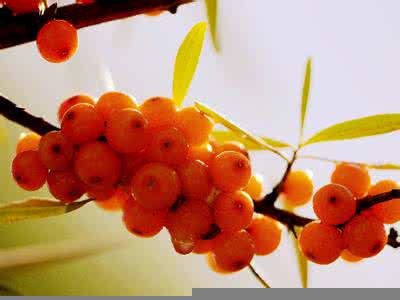 沙棘果的功效与作用 沙棘果的药用功效与作用