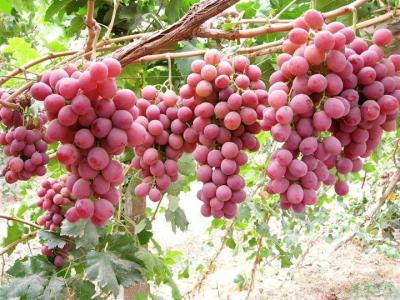 孕妇可以吃葡萄干 怀孕能吃葡萄吗 孕妇可以吃葡萄吗