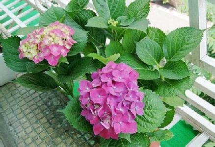 绣球花水养注意事项 绣球花的养殖方法和注意事项:防止积水,防止肉质根腐烂