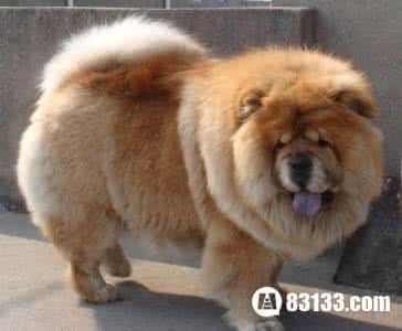 松狮犬 小百科:松狮犬的驯养年龄