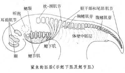 中轴肌 鳃节肌