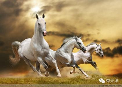 遗憾终生 马年看一遍   终生不遗憾