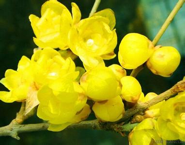 红色腊梅花花语 腊梅花的花语