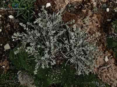 垫底辣妹原型现状 垫状驼绒藜