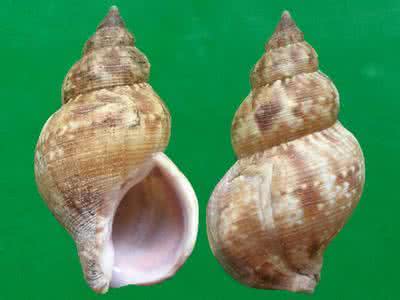 海螺 海螺(峨螺)