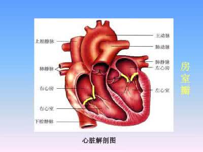 怎样加快血液循环 加快血液循环 怎样能加快血液循环呢