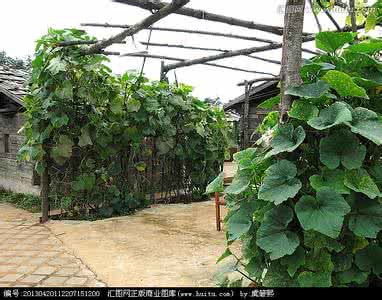 菜园养鸡 农家小院 真正的农家小院，有猪有鸡有菜园