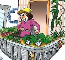 深圳菜价 深圳菜价太贵?其实在阳台就能种出全家一年吃的菜!