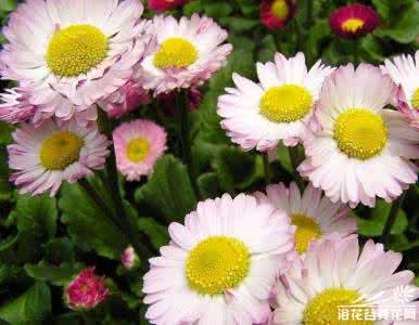非洲菊 扶郎花 非洲菊的养殖方法 非洲菊(扶郎花)的养殖养护方法