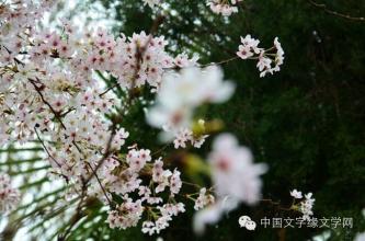 花瓣雨 心动花瓣雨——围巾