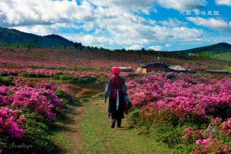 香格里拉杜鹃花海 醉在香格里拉之五月杜鹃花海