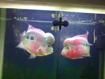 适合罗汉鱼的水族箱 出售罗汉鱼水族箱 【水族百科】解决罗汉鱼掉色的几个办法