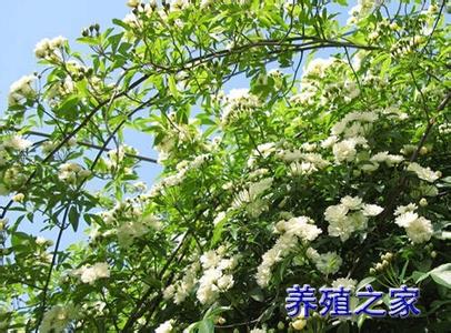 木香花的栽培养殖技术 木香花的栽培管理以及繁殖方法介绍