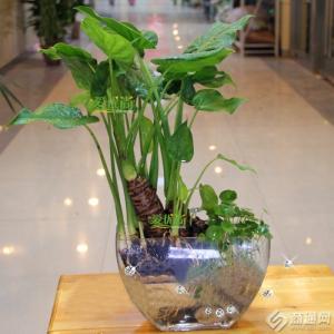 适合水培花卉 水培花卉 适合水培的12种花卉,让家中充满绿色