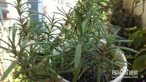 迷迭香种植与养护 迷迭香种植 阳台花园：29 迷迭香怎么养，迷迭香怎么种 精