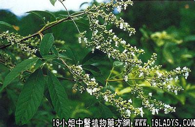 名贵植物中药材排名 五指柑 五指柑(中药材植物名:黄荆)(植物科目:马鞭草科)