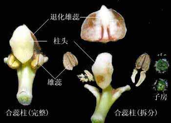 具有单体雄蕊的科是 具单轮雄蕊的