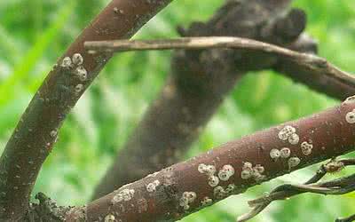 桃树各时期的防治方法 桃树病虫害防治