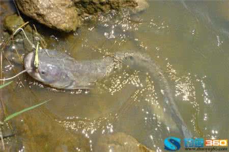 鲶鱼的营养价值及功效 鲶鱼的营养价值 夏季吃鱼需知:鲶鱼的营养价值及功效