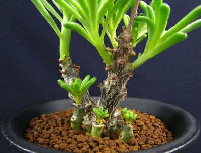 这个杀手不太冷绿植 你是绿植杀手吗？－告诉你为什么你总把花养死