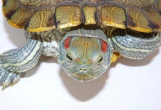 巴马长寿村火麻油 要火的人可以养龟 自古被视为长寿吉祥之象微