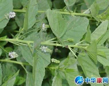 北柴胡的功效与作用 泽泻的功效与作用 北柴胡功效与作用