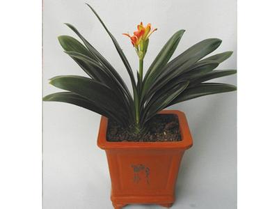 君子兰开花的季节 君子兰的季节管理方法