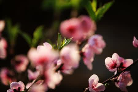 在那桃花盛开的地方 腊月桃花已盛开