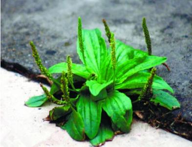 矢车菊的花语 车前草的花语