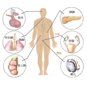 内分泌科有哪些疾病 内分泌科看哪些病?