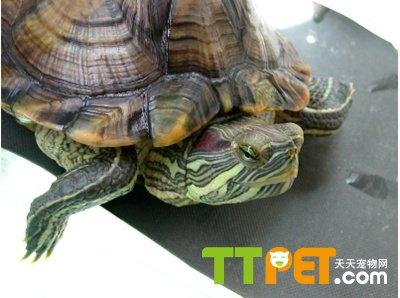 巴西龟的寿命有多长 巴西龟寿命 【巴西龟寿命】巴西龟寿命有多长,能活多久?