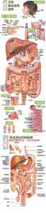 消化系统 消化系统 消化系统_图文