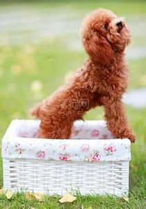 贵宾犬的训练方法 贵宾犬的修理方法和小技巧