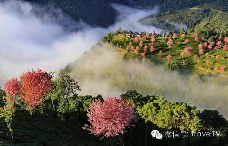 大理无量山樱花谷 大理无量山,冬天最美的樱花谷