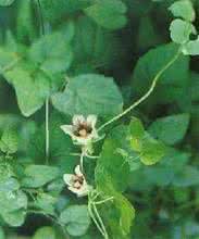 猪肚加黄芪党参治胃病 黄芪党参等治小儿缺锌