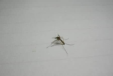 北京几月份有蚊子 北京10月份还有蚊子吗 为什么十月份还有蚊子