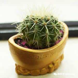 仙人掌和仙人球的区别 仙人掌、仙人球、大叶茂盛植物可挡煞