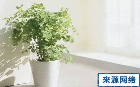 新装修的房子放什么花 新装修的房子养哪些花好