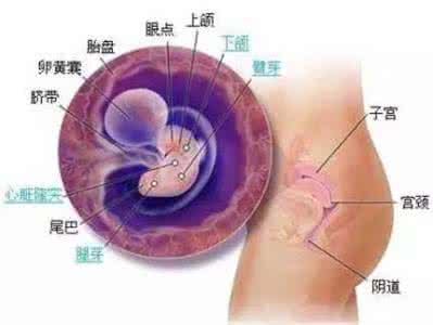 怀孕两个月孕囊有多大 怀孕两个月胎儿大小