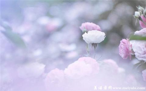 静待花开 芬芳自来 ◆花开香满径,芬芳盈满心◆ (芳香美文)