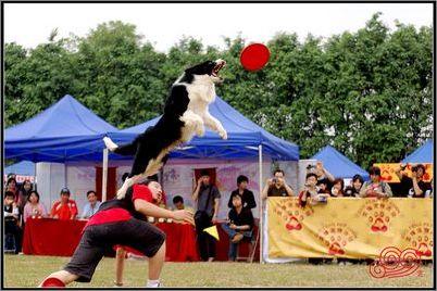 驯养狗狗 驯养狗狗的常用工具