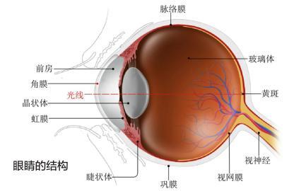 早期老年性白内障症状 白内障黄斑变性 老年性黄斑变性的症状