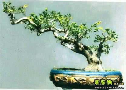 黄杨幼树盆景制作技术 黄杨盆景制作技术